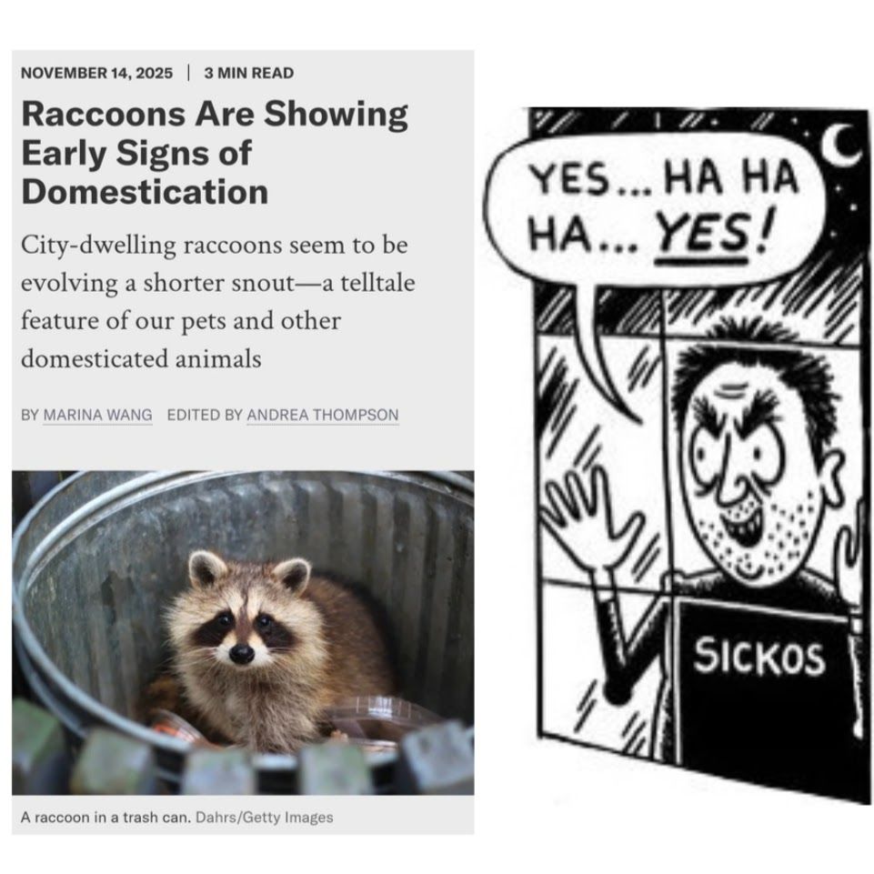 Left side: article with title "Raccoons Are Showing Early Signs of Domestication" with photo of a raccoon in a trashcan. Right side: Sickos meme guy.