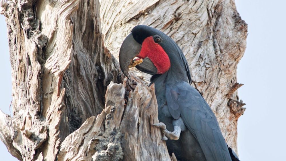 Rare cockatoo known as the Ringo Starr of the bird world also a 'master sculptor', researchers find