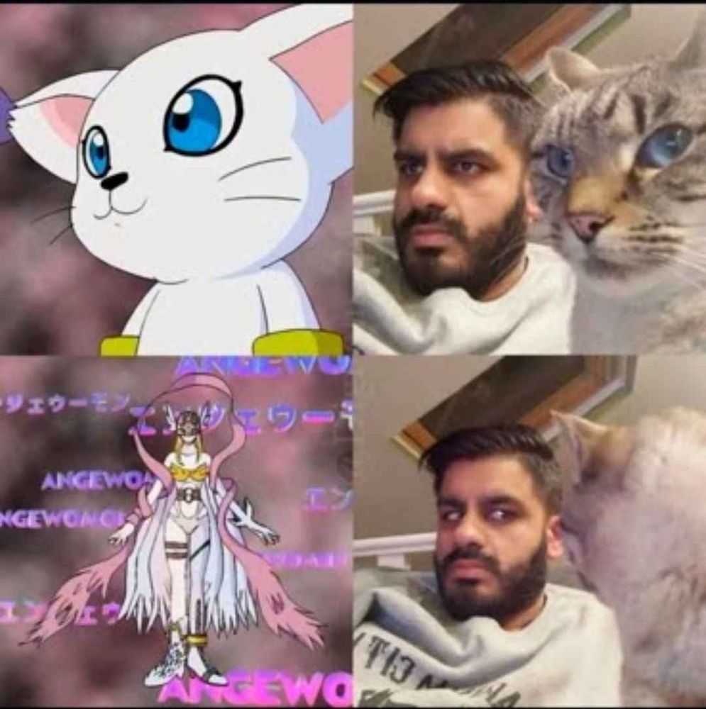 A Digimon meme showing Gatomon and a person with their real cat looking at it. The next frame it digivolves to Angewomon and now the person and their cat are looking at each other with wide eyes