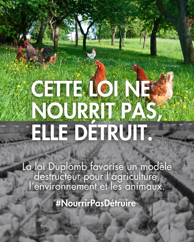 Image séparée en 2. Le haut montrant des poules en plein air. L'autres en bas, noir et blanc, montrant un élevage intensif. Texte : cette loi ne nourrit pas, elle détruit. La Loi Duplomb favorise un modèle destructeur pour l'agriculture, l'environnement et les animaux 

#NourrirPasDétruire