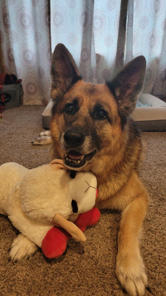 a black and tan german shepherd laying on the floor with a large, white stuffed toy. The toy is a large Lamb Chop from the 90s tv show.