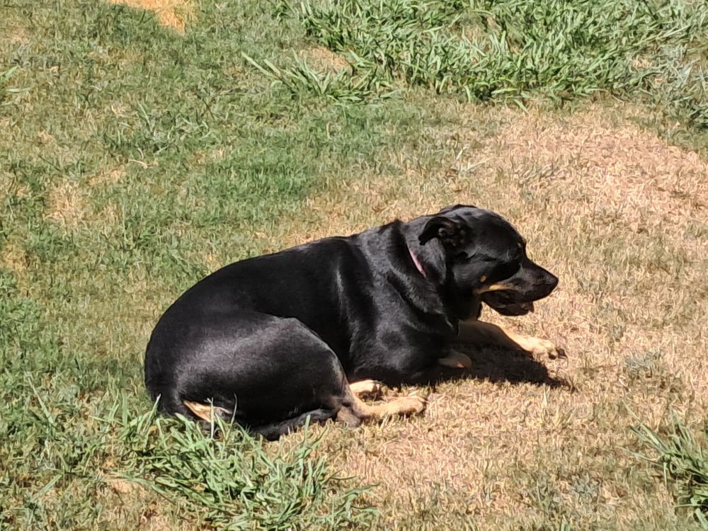 A silly Rottweiler enjoying the blistering heat of 102 degrees like it's nothing 