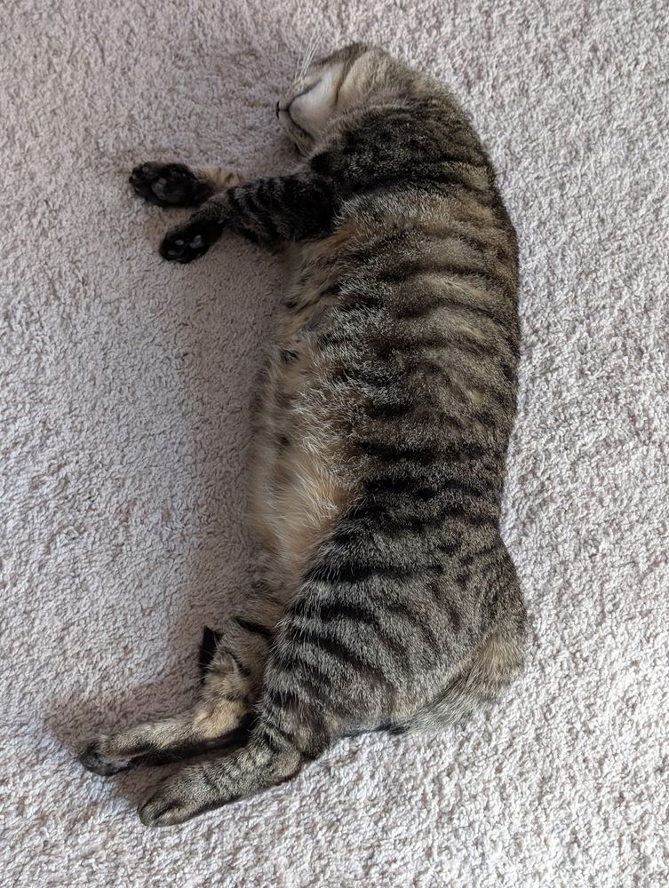 A brown tabby cat lounging on white carpet, belly exposed and short legs sticking out. Definitely not a trap at all