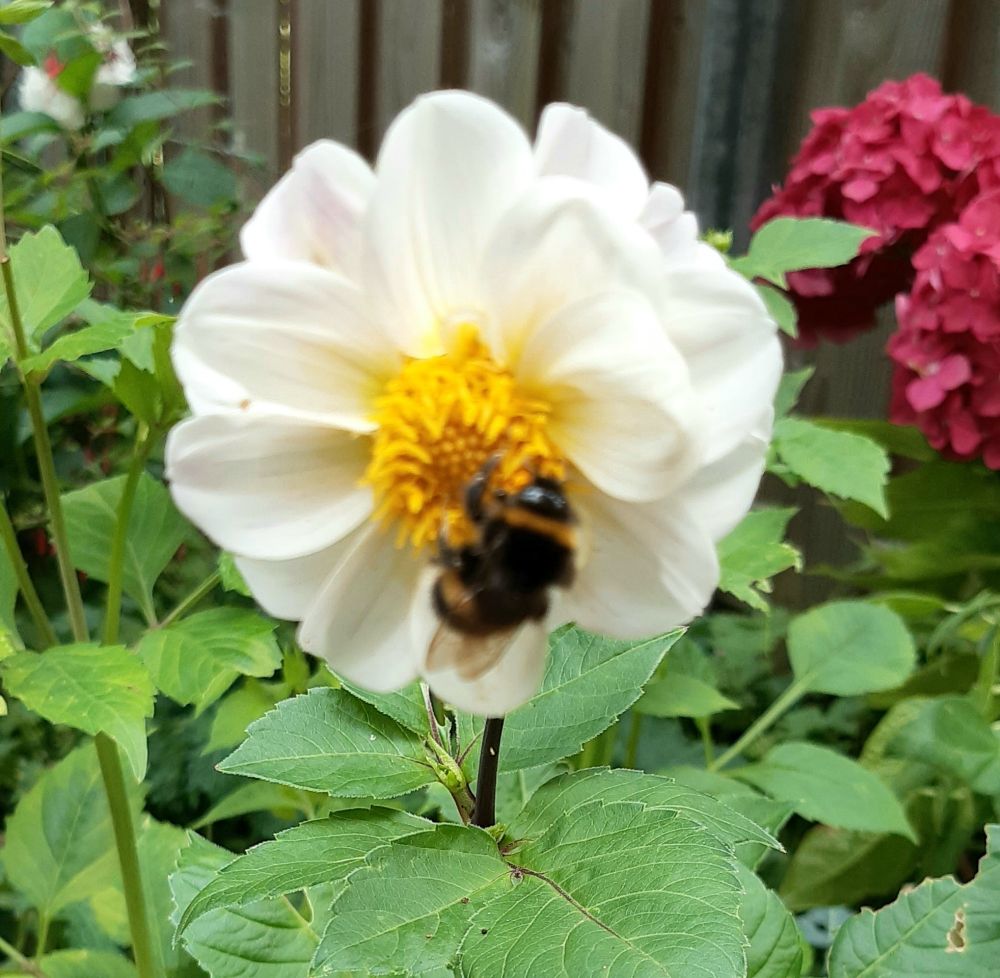 Witte dahlia met geel hart en hommel