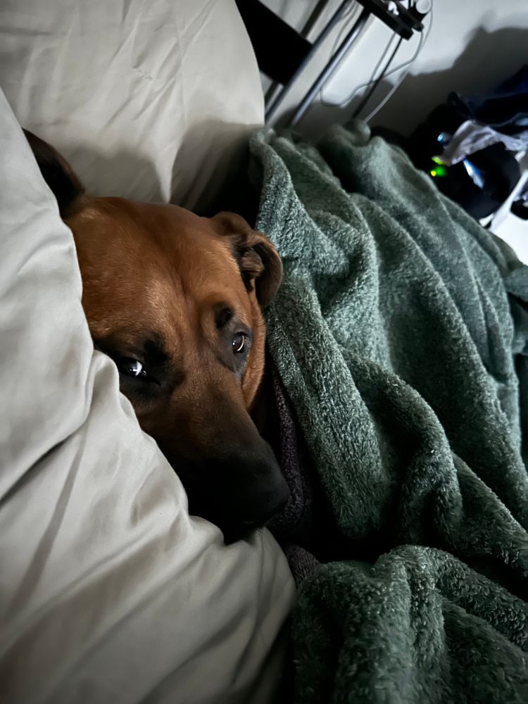 Brutus the dog tucked in to bed 