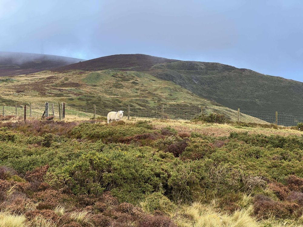 A photo taken in the horseshoe pass (Bwlch yr Oernant in Welsh). The photo shows the rolling hills and Moor, Heather and brambles adorning the landscape. A lone sheep stands near the centre of the photo, looking at the viewer.