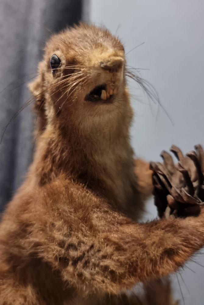 A beat up Victorian red squirrel in awful condition