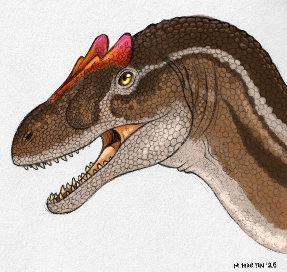 A coloured image of an Allosaurus bust, the sketch is done in ballpoint pen with the colour done digitally in procreate