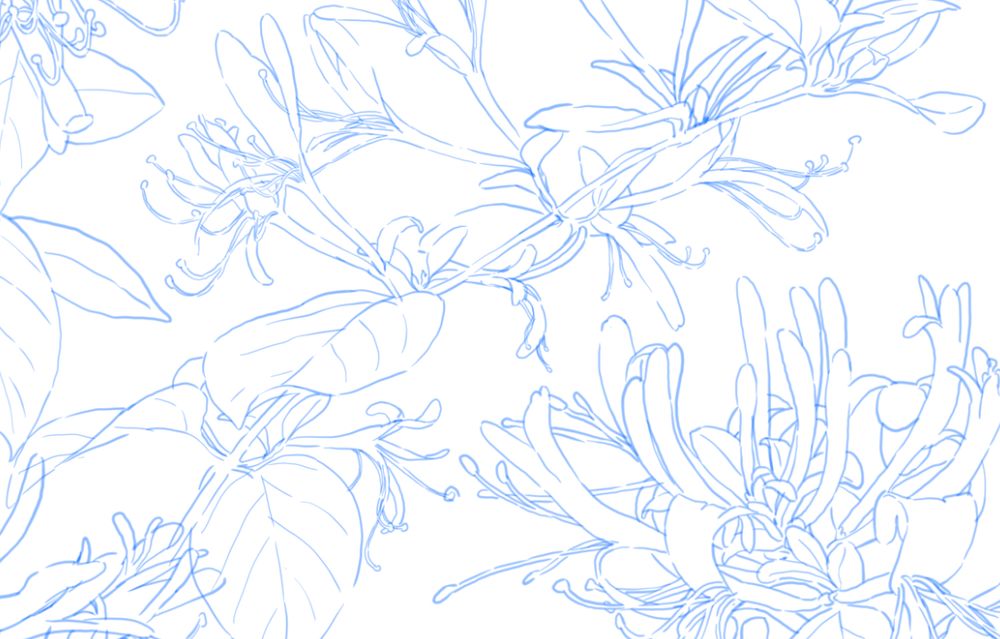 A sketch of honeysuckles