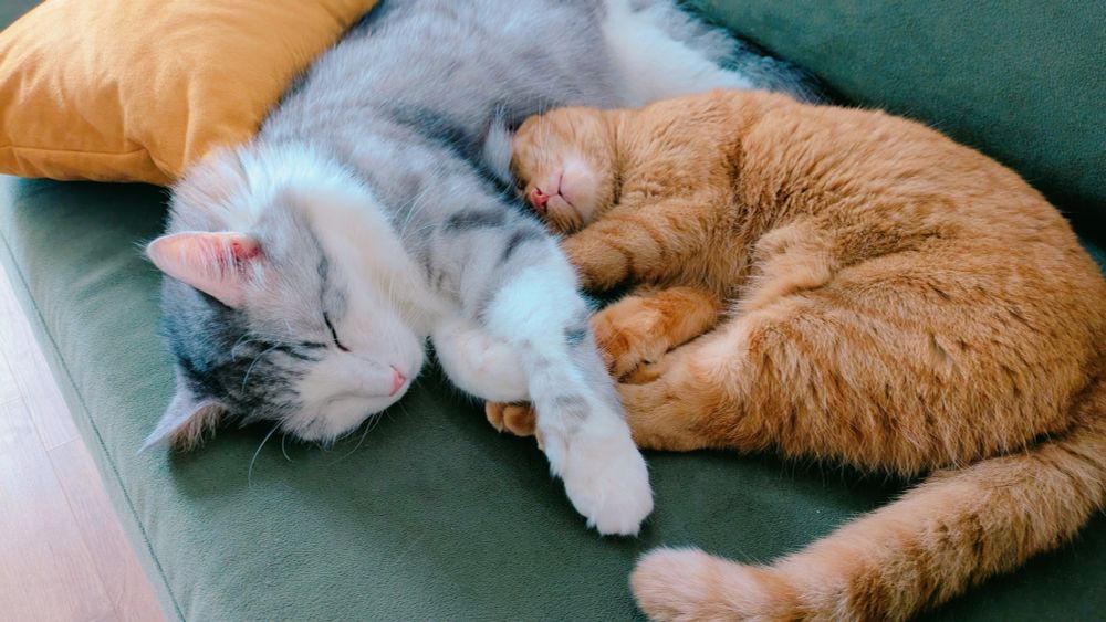 A photo of two cats sleeping together
