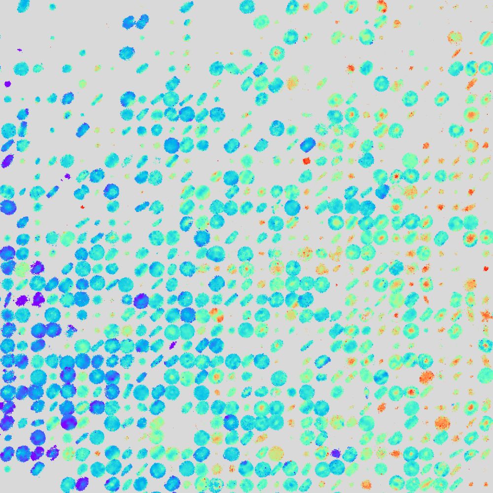 Each circle in this image shows a map of the ratio of nitrogen to hydrogen emission across a galaxy.

The background is grey, with coloured circles on a colour map ranging from blue to red. 

Green colours show stronger nitrogen due to more heavy elements in the gas, but with the ionization still from young stars.

Red colours (strongest nitrogen) show regions where the gas is ionized by radiation from a disk around a super-massive black hole, or from shocks as gas is driven out of a galaxy at high velocity.

From left to right we show galaxies with increasing mass.

Image Credit: Scott Croom, University of Sydney