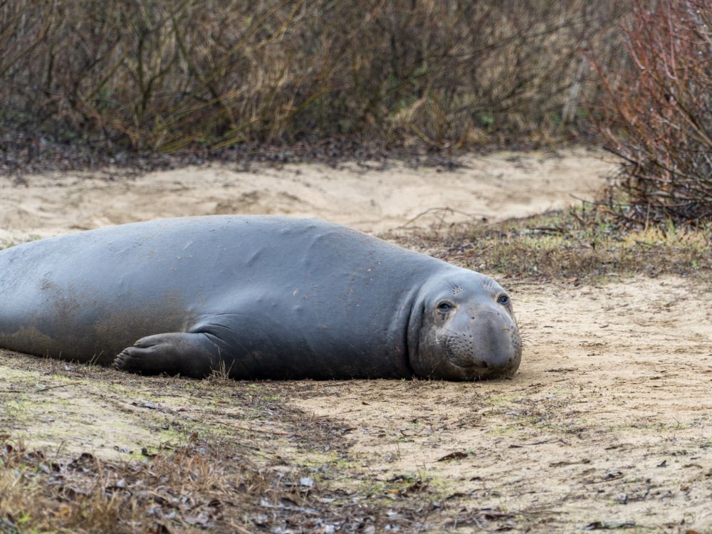 Elephant Seal looking at the camera with a squint