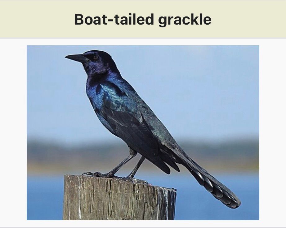 A screenshot of the Wikipedia page for the boat-tailed grackle, showing the birds name and a photo of a dark bird with a voluptuous tail