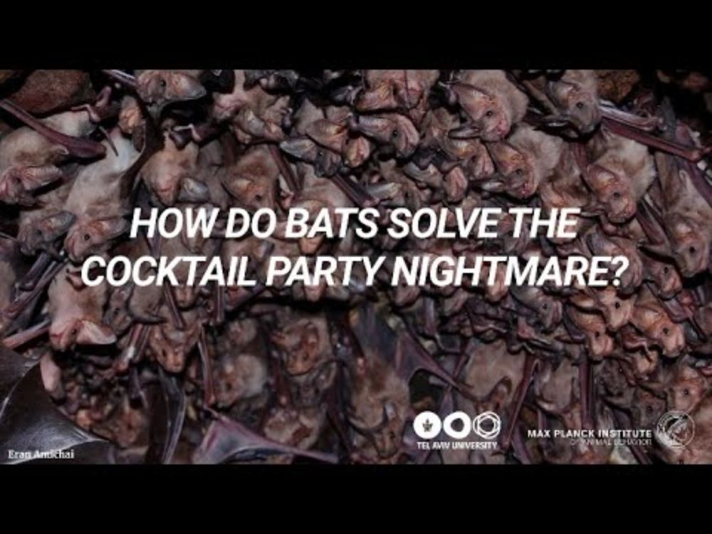 Scientists solve "cocktail party nightmare" of bat echolocation