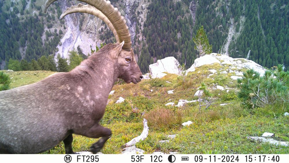 Alpine ibex (Capra ibex) captured in Stelvio National Park, Italy