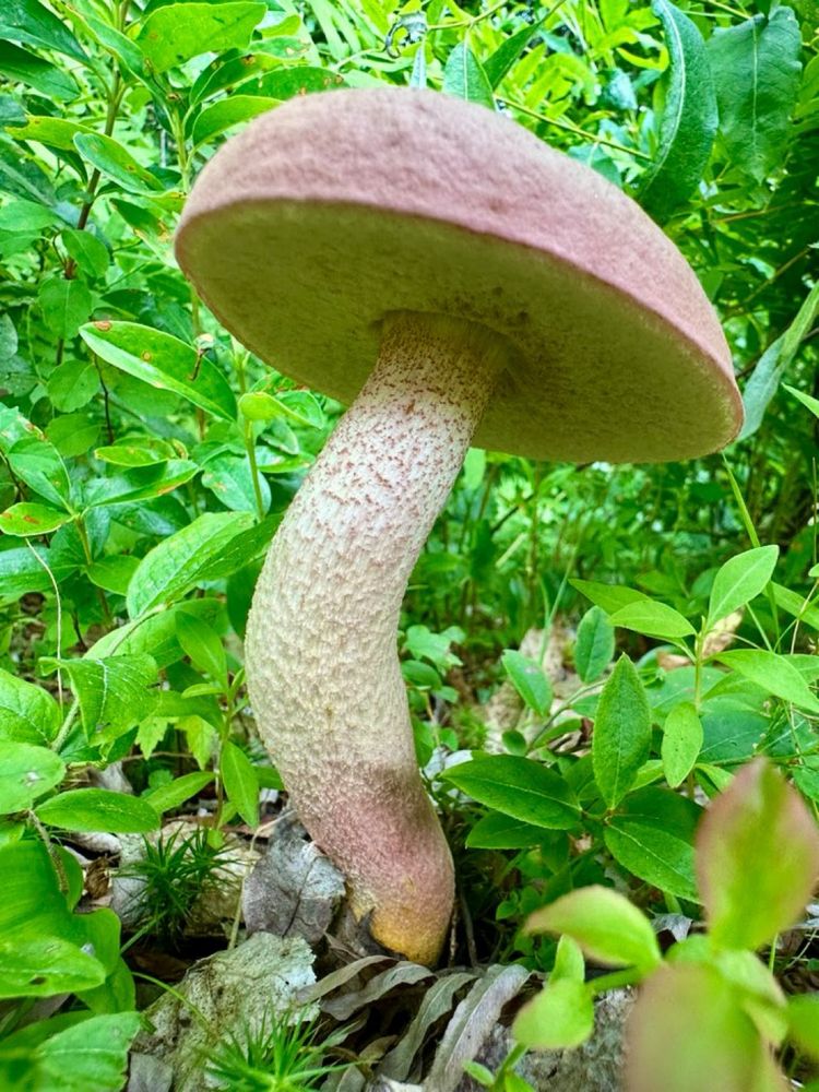 Light pink capped bolete surrounded by lush greenery on the forest floor