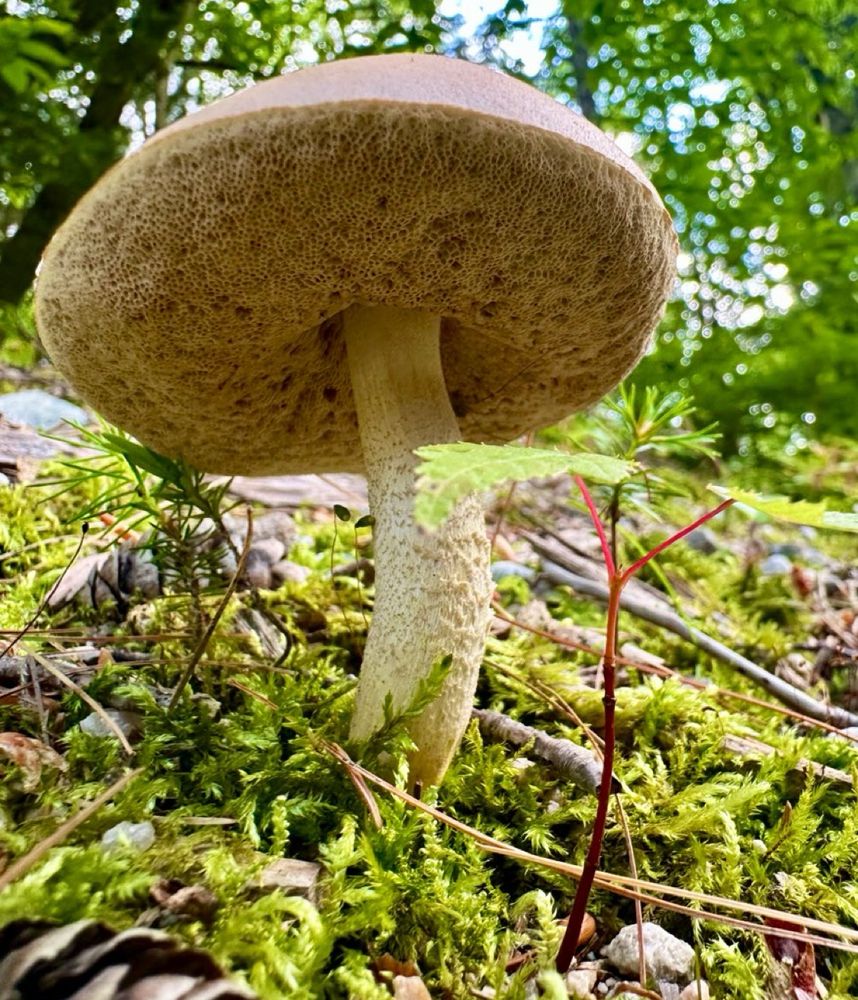 Bolete mushroom leaning back as it takes in the gesticulating maple sapling's perspective on love and life