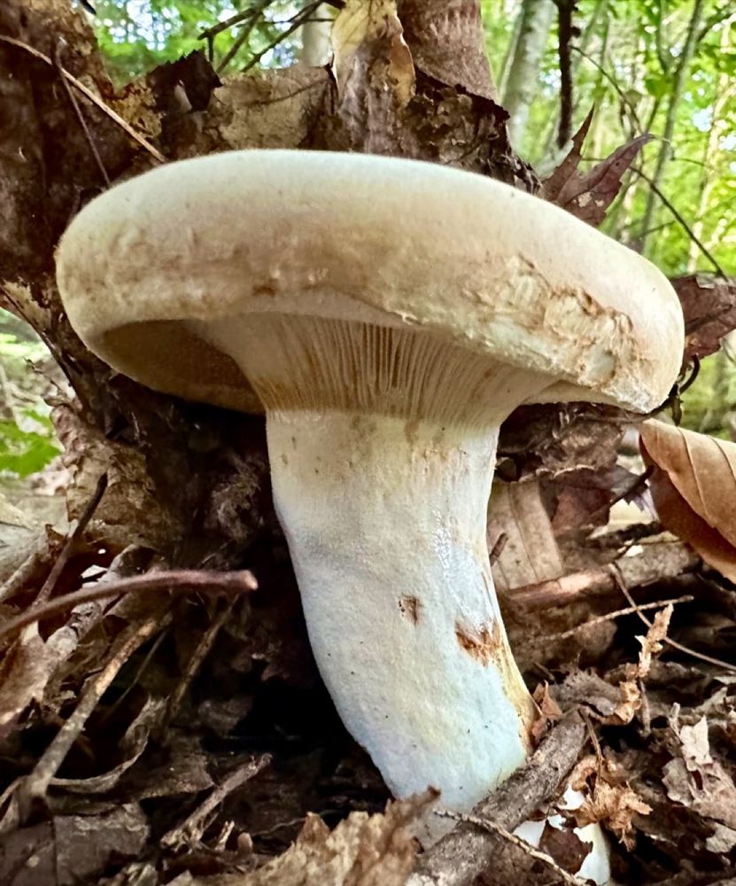 Russula mushroom pushing its way out of the leaf litter on the forest floor