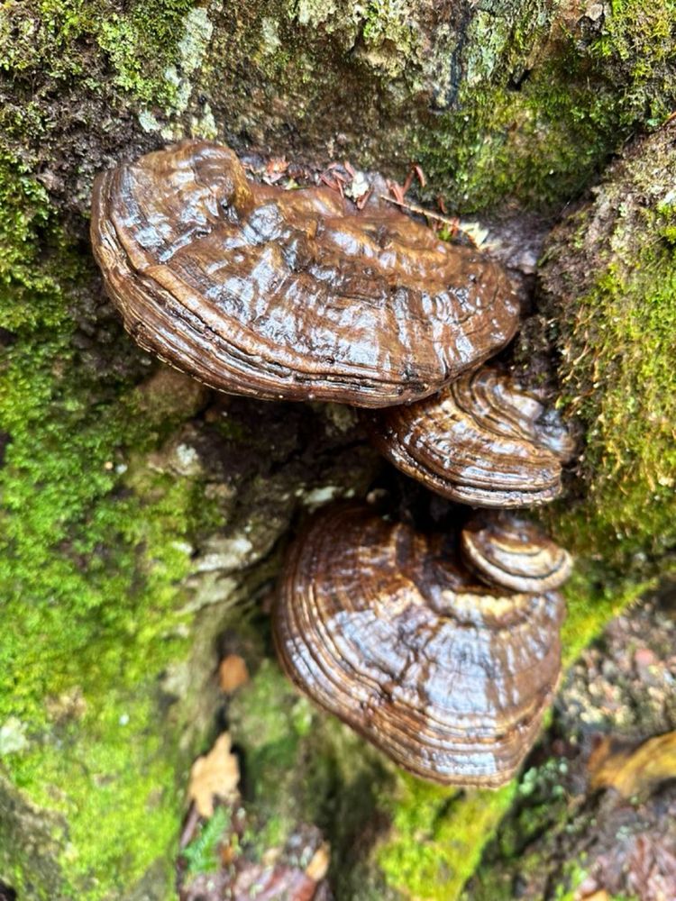 Last year's polypores looking varnished in their bed of moss