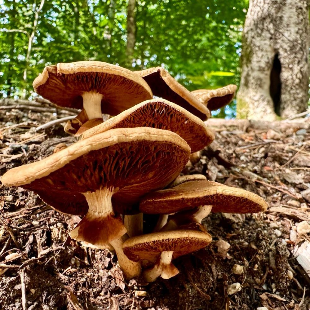 Some drying out roadside mushrooms the ones in the front can be seen that their skirts are colored by the reddish brown of their spores. Behind it can be seen green foliage with some peeking blue sky, and a thick trunk with a dark cavity.