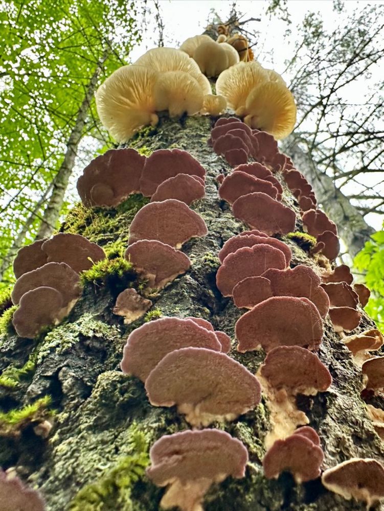 Think trunk with violet toothed polypore, oysters, and moss