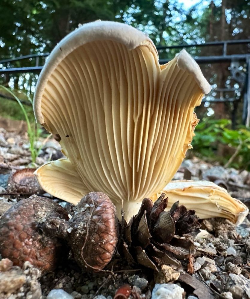 A split Russula mushroom standing tall in front of some acorns and a hemlock cone