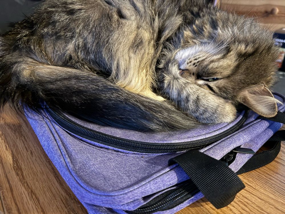 Napping long haired cat curled up on top of purple tote bag 