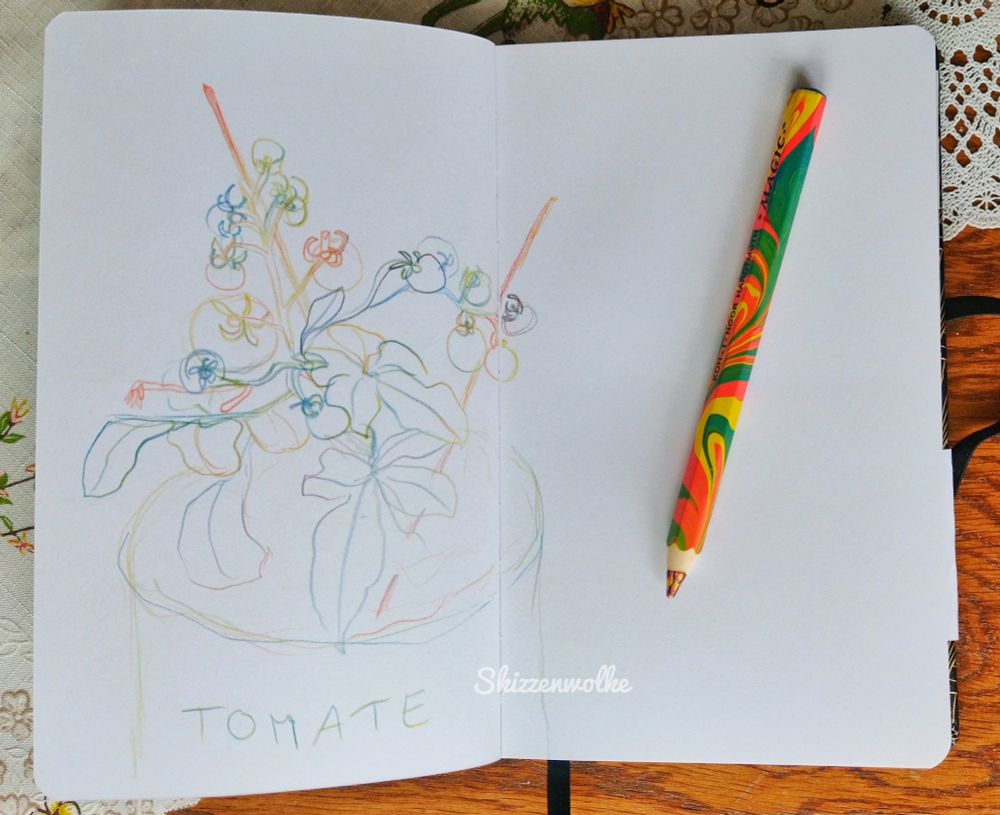Mehrfarbige Skizze einer kleinen Tomatenpflanze auf weißem Papier im Skizzenbuch 