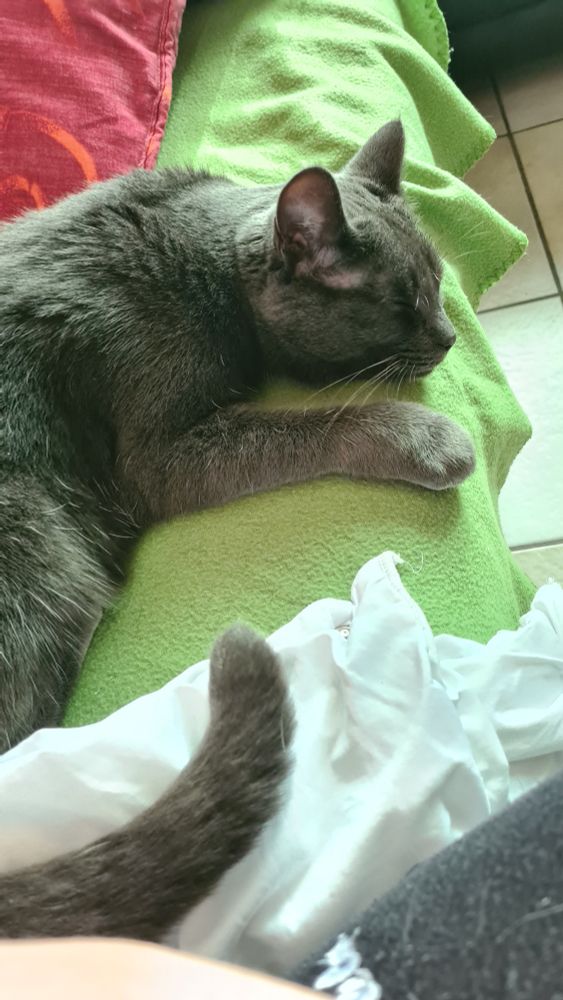 Mon chat gris Silver qui se repose sur le canapé 