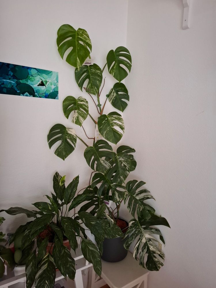 My monstera variegata climbing up the wall with her beautiful green and white leaves