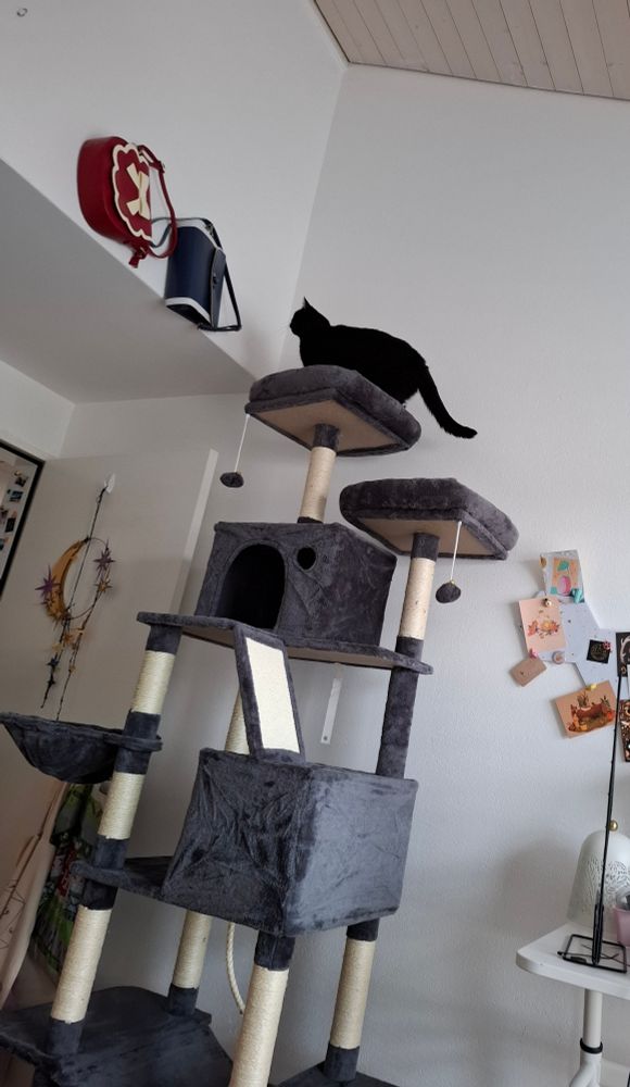 Henny standing on top of the tree