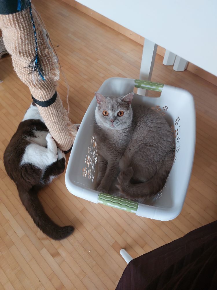 Grappa in a basket and Jane playing next to him