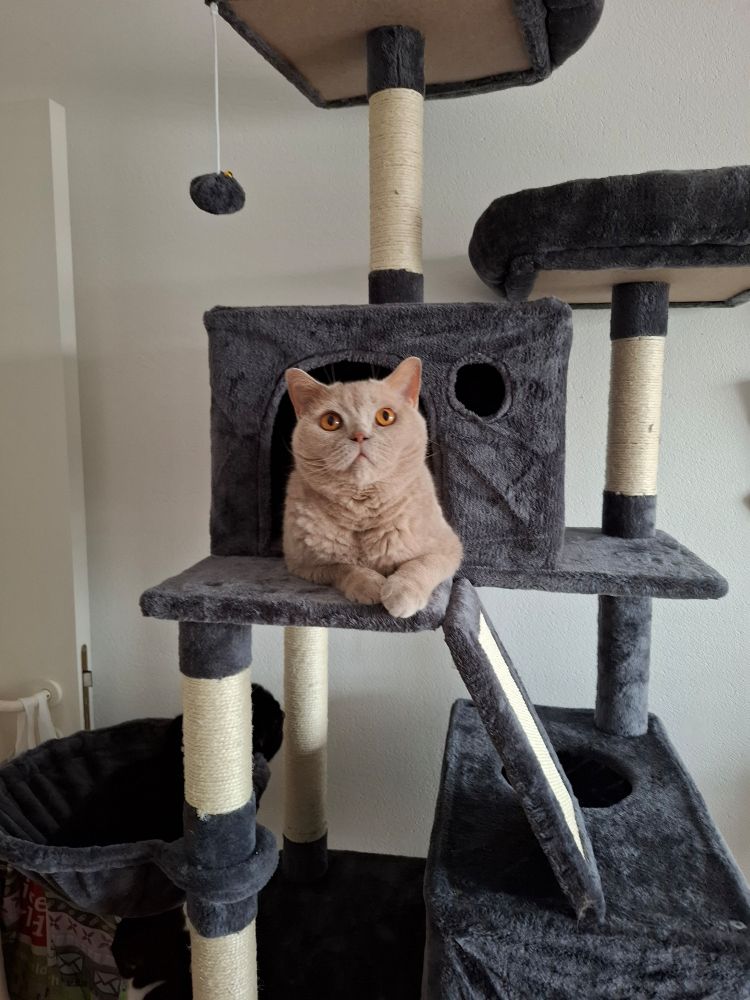 Grappa sitting in the house of the new cat tree