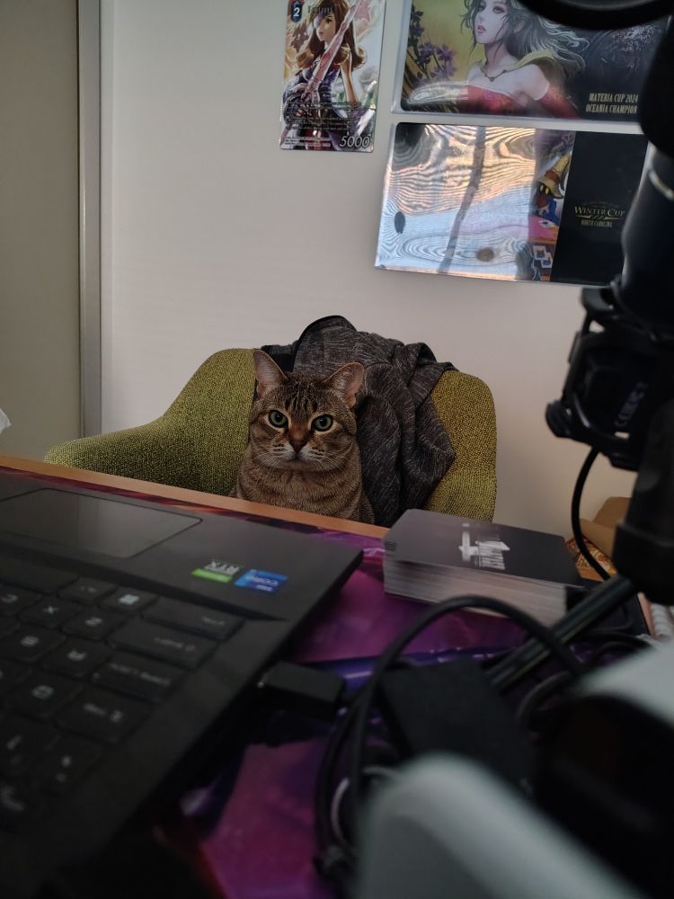 A marble fur cat called Athena is staring into the camera. She is sitting in my husband's office chair, in front of his laptop