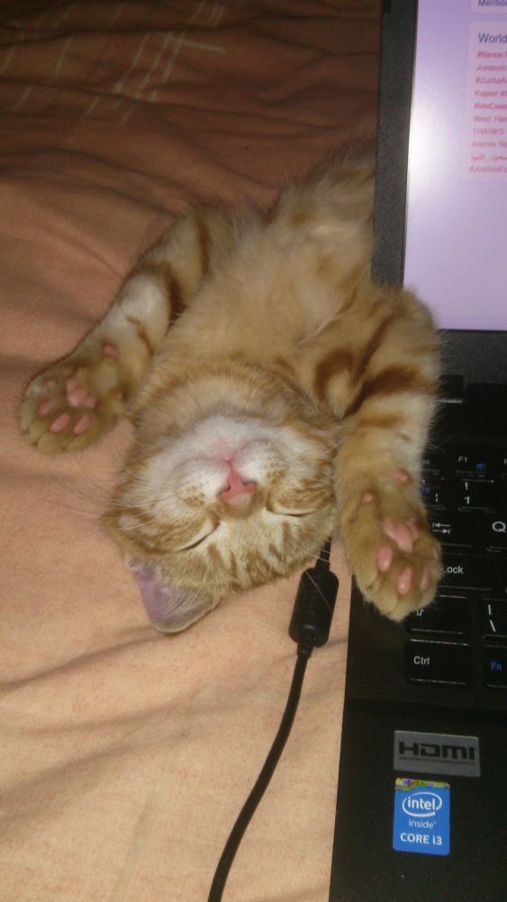 A ginger kitten sprawled chaotically on his back, fast asleep