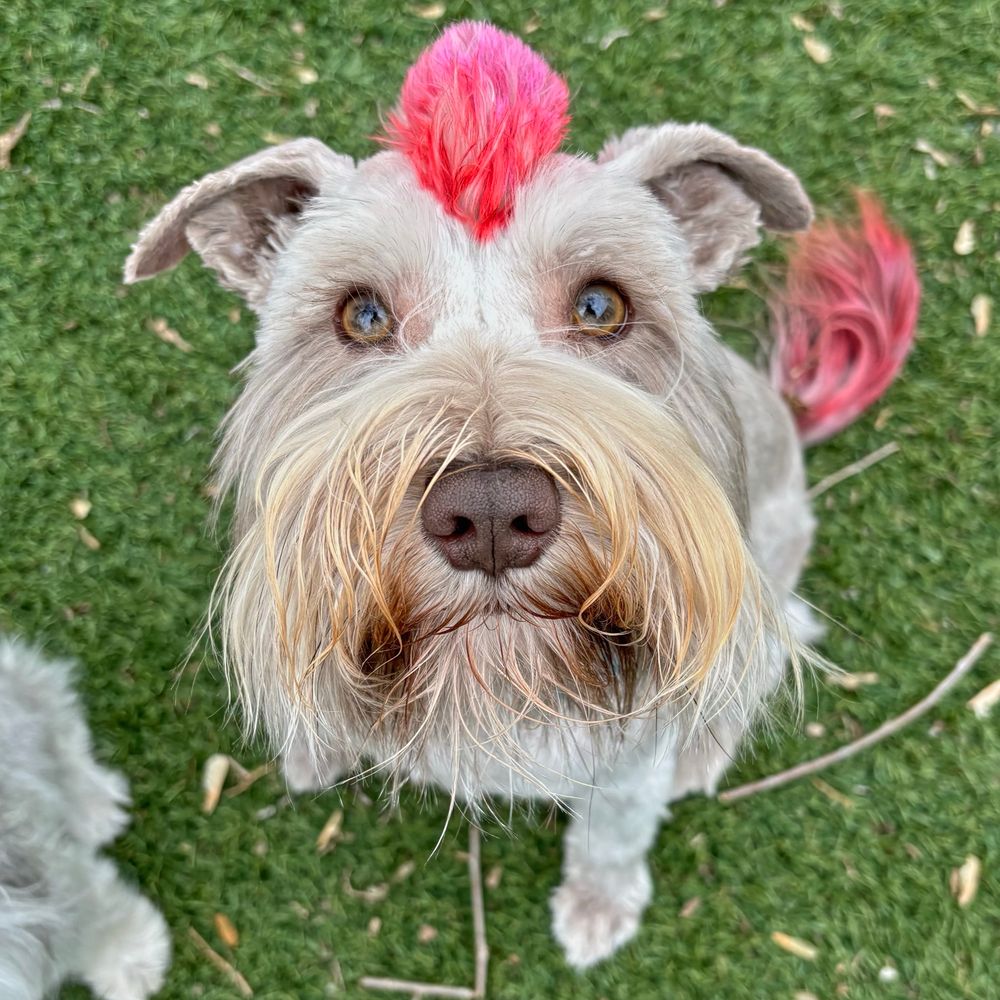 A brown schnauzer with a pink and red mohawk and tail floof. 