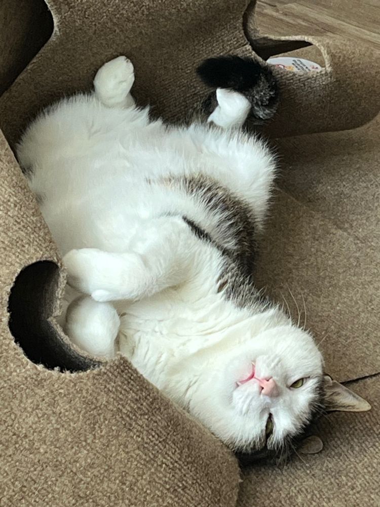 A brown and white tabby cat lying upside down with her belly exposed and her paws folded cutely on her chest. Her tail is curled around one back foot. She has her eyes mostly closed as if she is halfway asleep, and she looks very content — maybe a little smug. 