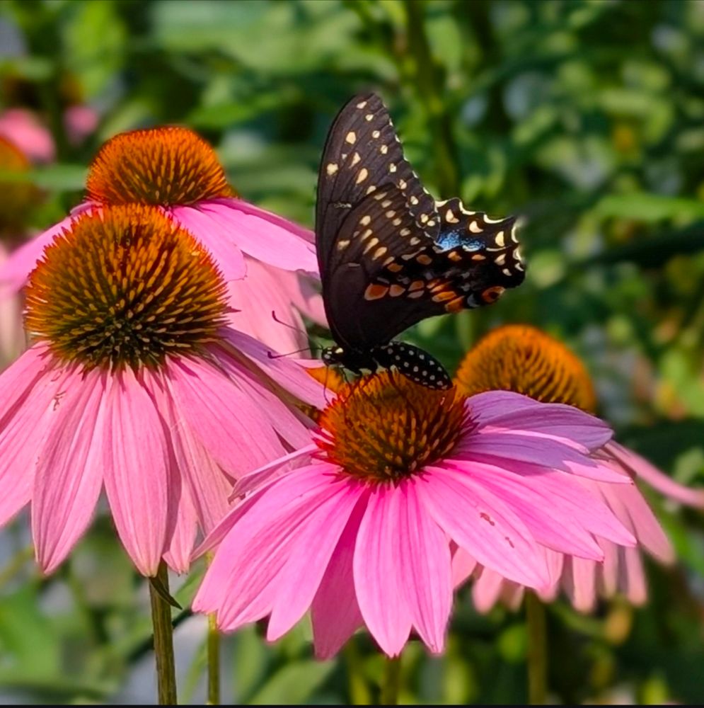 Picture of an Eastern black swallowtail on a purple echinacea flower. 