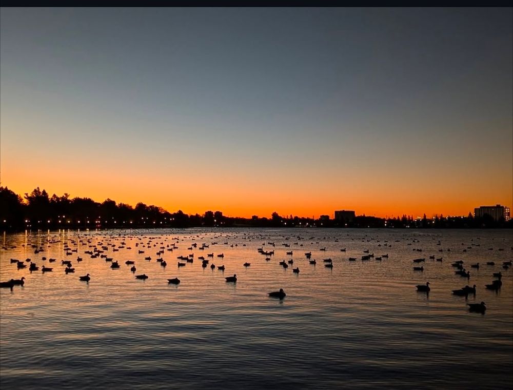 Canada geese, mallards and American black ducks floating on Dow's lake as the day dawns. 