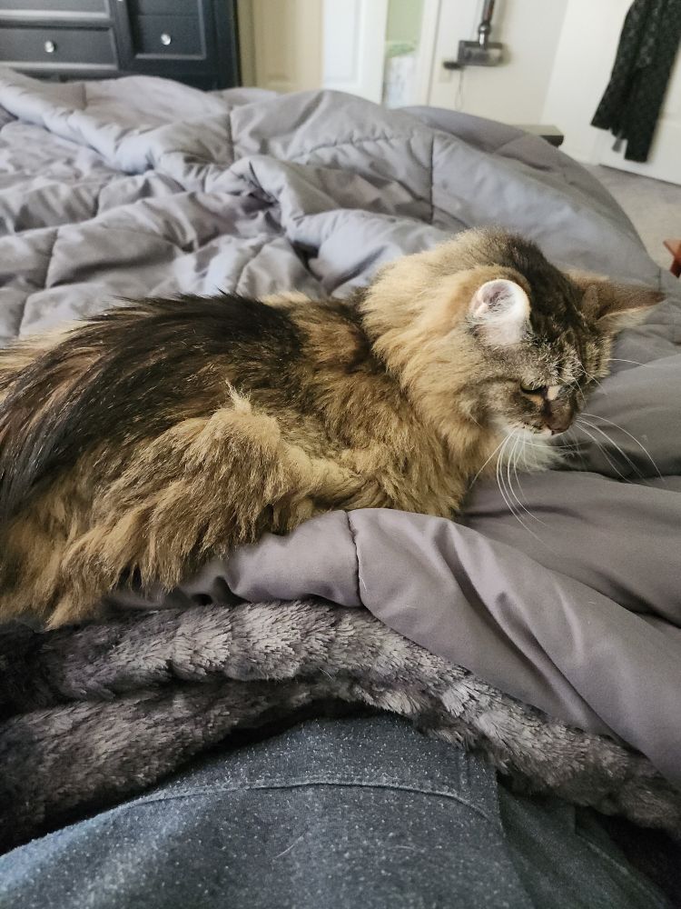 Our brown & black cat Heidi