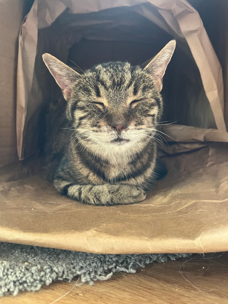 A very old lady cat sleeping her best sleep