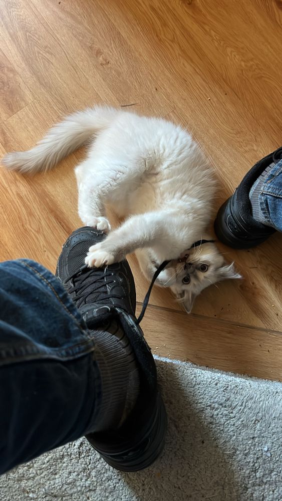 Mad-eyed kitten with a shoestring gripped between its teeth.