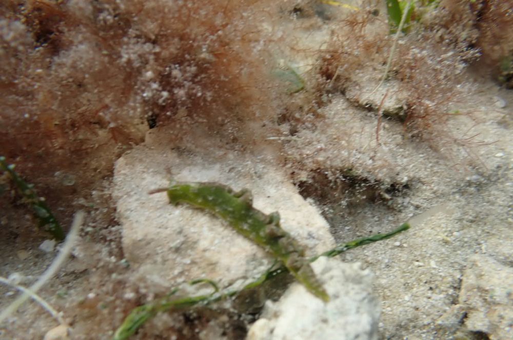 Unidentified green sea worm with humps on his back. Photographed in about 6” of water bayside Islamorada. 