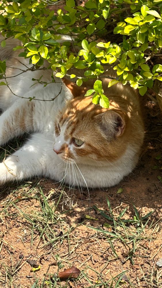 Gato laranja e branco de olhos verdes deitado sob a sombra de um arbusto em um dia ensolarado 