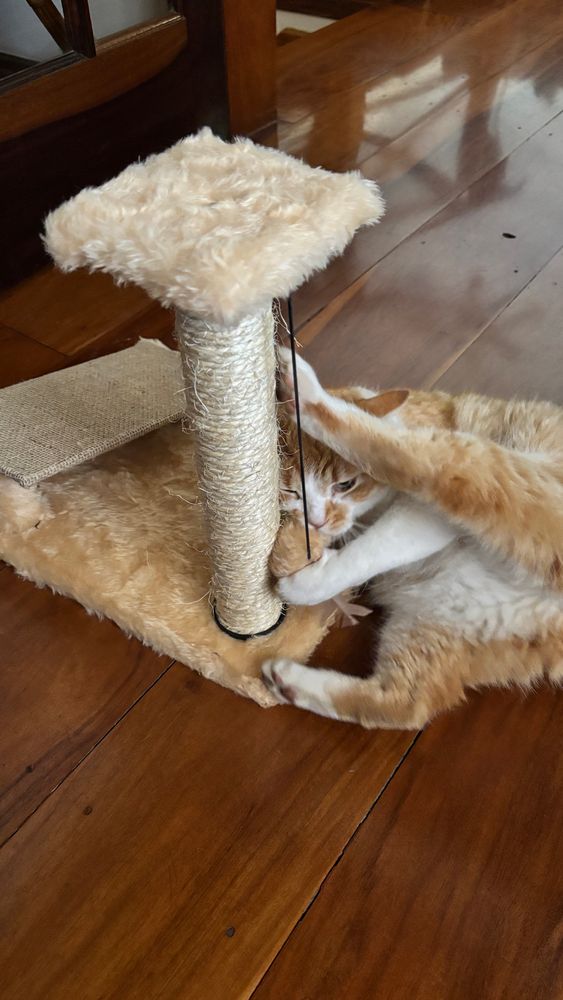 Gato laranja e branco mordendo a bolinha de pelúcia pendurada no arranhador bege com pelúcia bege e uma pequena rampa de juta ao lado