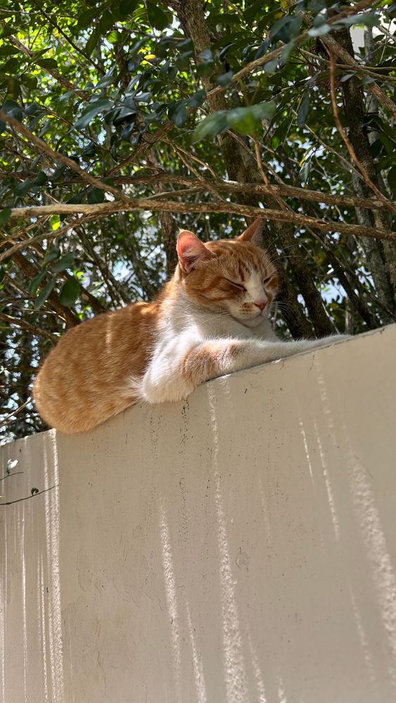 Gato laranja e branco dormindo deitado no muro debaixo da sombra de uma árvore 