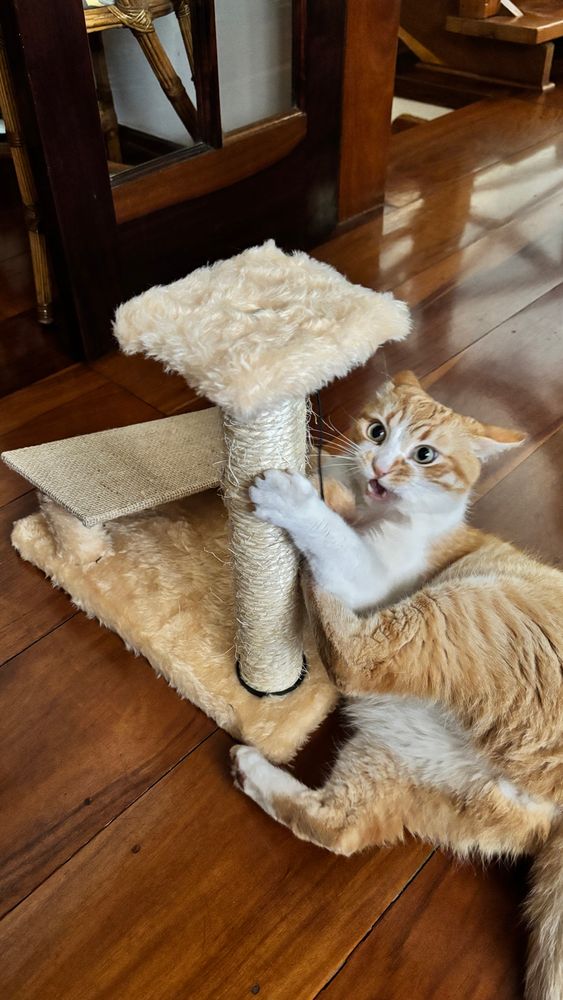 Gato laranja e branco arranhando um arranhador bege com pelúcia bege e uma pequena rampa de juta ao lado