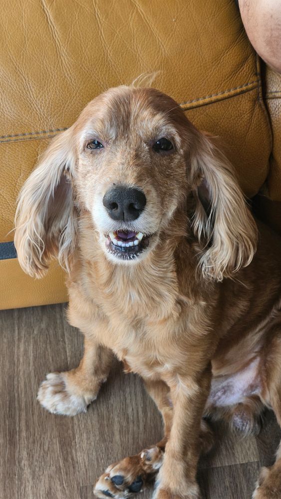 a english cocker spaniel mischeviously smiling at the camera 