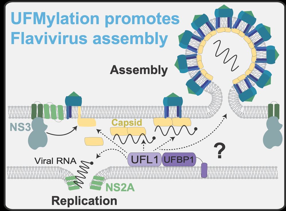 Diagram showing how UFL1 interacts with flaviviral NS2A, Capsid, and NS3 proteins to promote viral assembly.