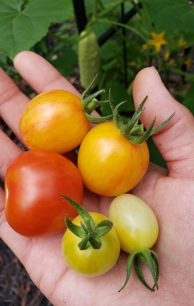 Variety of cherry tomatoes: Sunrise bumblebee, Tommy Toe, Barry's Crazy Cherry